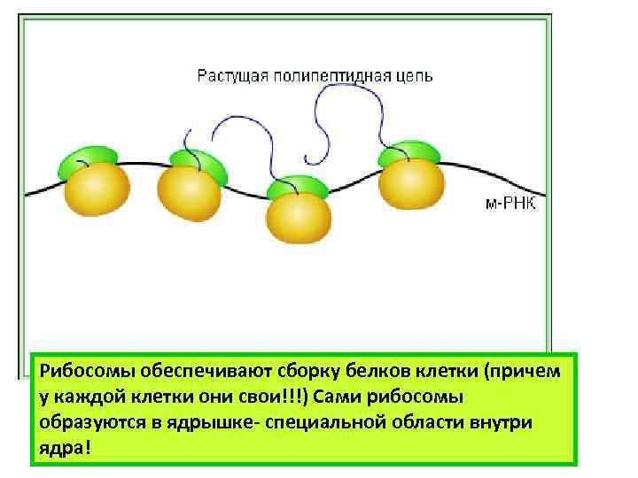 Рибосомы обеспечивают сборку белков клетки (причем у каждой клетки они свои!!!) Сами рибосомы образуются