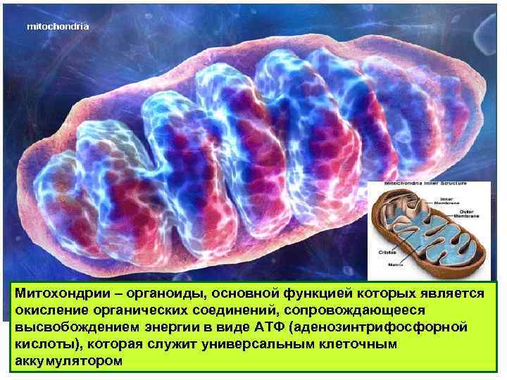 Митохондрии – органоиды, основной функцией которых является окисление органических соединений, сопровождающееся высвобождением энергии в