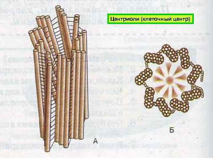 Центриоли (клеточный центр) 