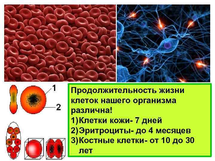 Продолжительность жизни клеток нашего организма различна! 1) Клетки кожи- 7 дней 2) Эритроциты- до
