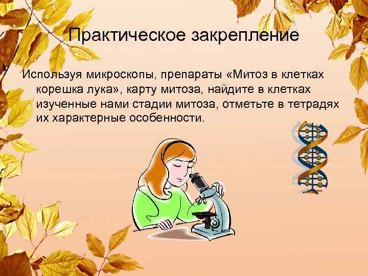 Практическое закрепление Используя микроскопы, препараты «Митоз в клетках корешка лука» , карту митоза, найдите