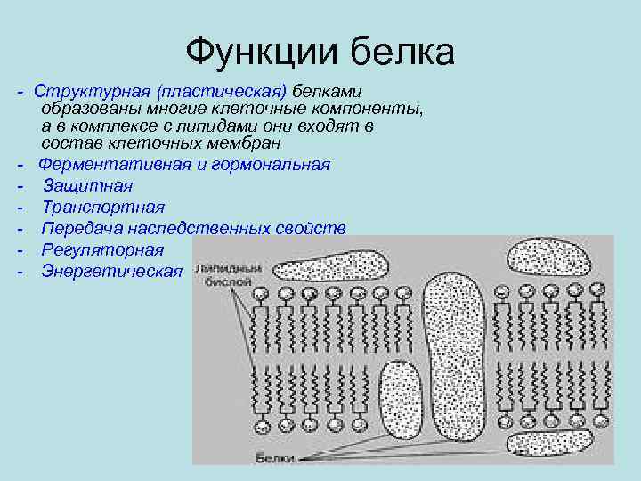 Функции белка - Структурная (пластическая) белками образованы многие клеточные компоненты, а в комплексе с