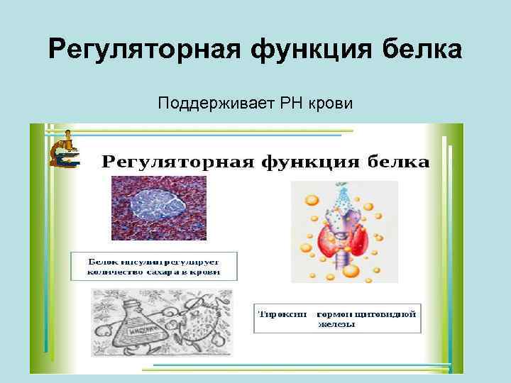 Регуляторная функция белка Поддерживает РН крови 