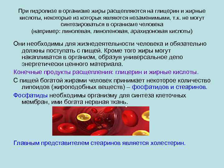 При гидролизе в организме жиры расщепляются на глицерин и жирные кислоты, некоторые из которых