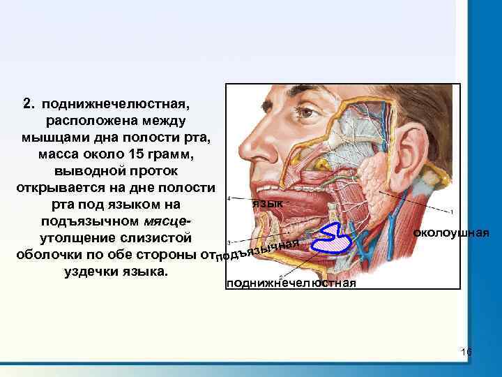 2. поднижнечелюстная, расположена между мышцами дна полости рта, масса около 15 грамм, выводной проток