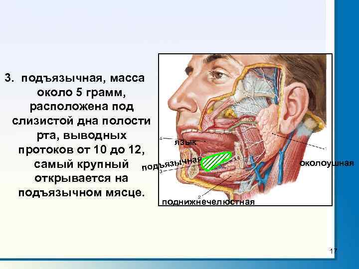 3. подъязычная, масса около 5 грамм, расположена под слизистой дна полости рта, выводных язык