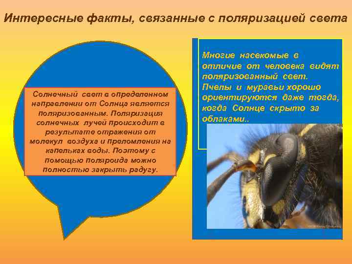 Интересные факты, связанные с поляризацией света Солнечный свет в определенном направлении от Солнца является