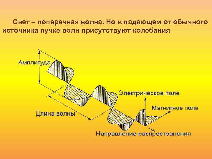 Свет – поперечная волна. Но в падающем от обычного источника пучке волн присутствуют колебания