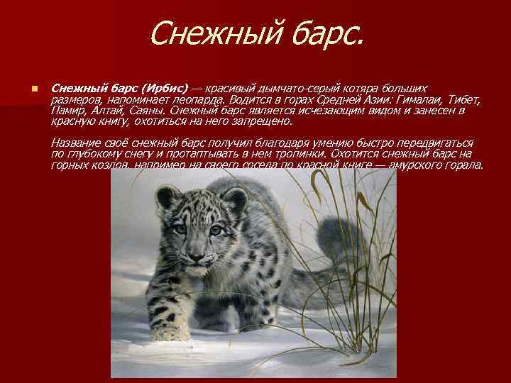 Снежный барс. n Снежный барс (Ирбис) — красивый дымчато-серый котяра больших размеров, напоминает леопарда.