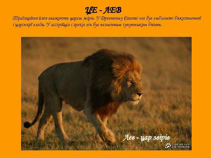 ЦЕ - ЛЕВ Традиційно його вважають царем звірів. У Древньому Єгипті лев був емблемою