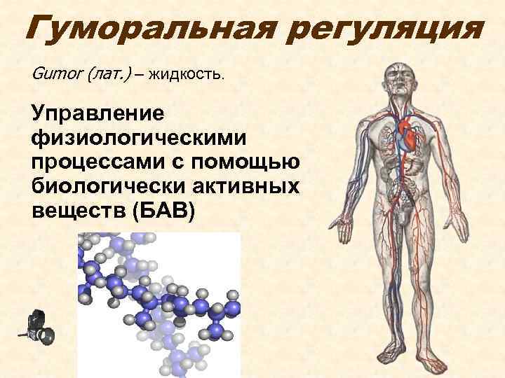 Гуморальная регуляция Gumor (лат. ) – жидкость. Управление физиологическими процессами с помощью биологически активных