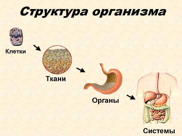 Структура организма Клетки Ткани Органы Системы 