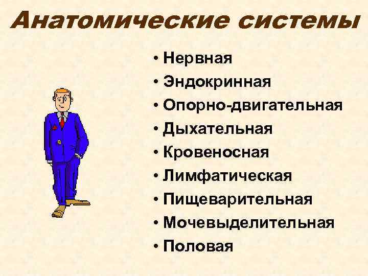 Анатомические системы • Нервная • Эндокринная • Опорно-двигательная • Дыхательная • Кровеносная • Лимфатическая