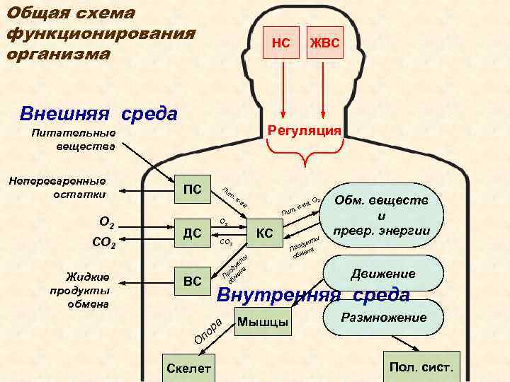 Общая схема функционирования организма НС Внешняя среда Регуляция Питательные вещества Непереваренные остатки О 2