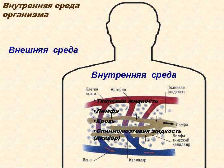 Внутренняя среда организма Внешняя среда Внутренняя среда • Тканевая жидкость • Лимфа • Кровь