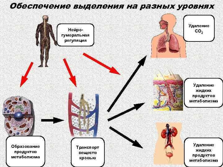 Обеспечение выделения на разных уровнях Нейрогуморальная регуляция Удаление СО 2 Удаление жидких продуктов метаболизма