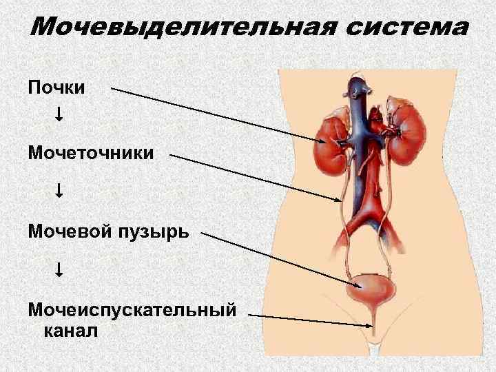 Мочевыделительная система Почки Мочеточники Мочевой пузырь Мочеиспускательный канал 