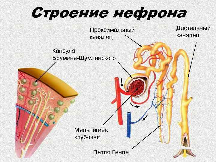 Строение нефрона Проксимальный каналец Капсула Боумена-Шумлянского Мальпигиев клубочек Петля Генле Дистальный каналец 