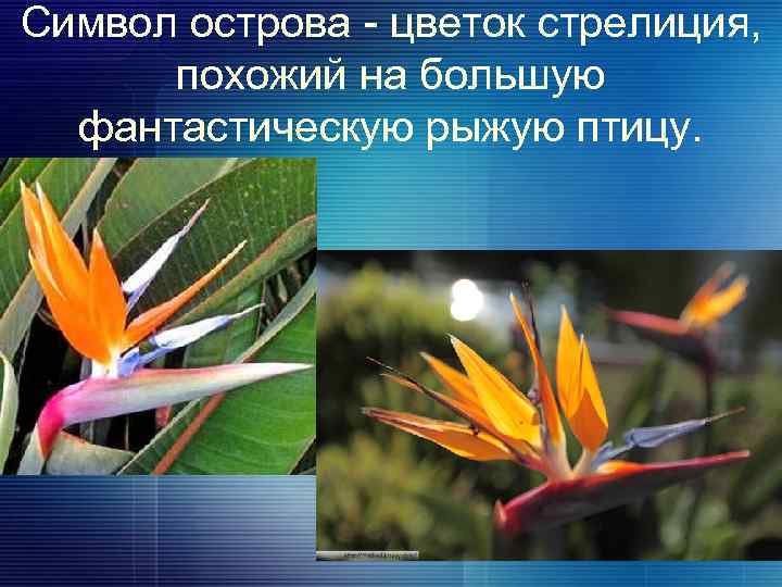 Символ острова - цветок стрелиция, похожий на большую фантастическую рыжую птицу. 