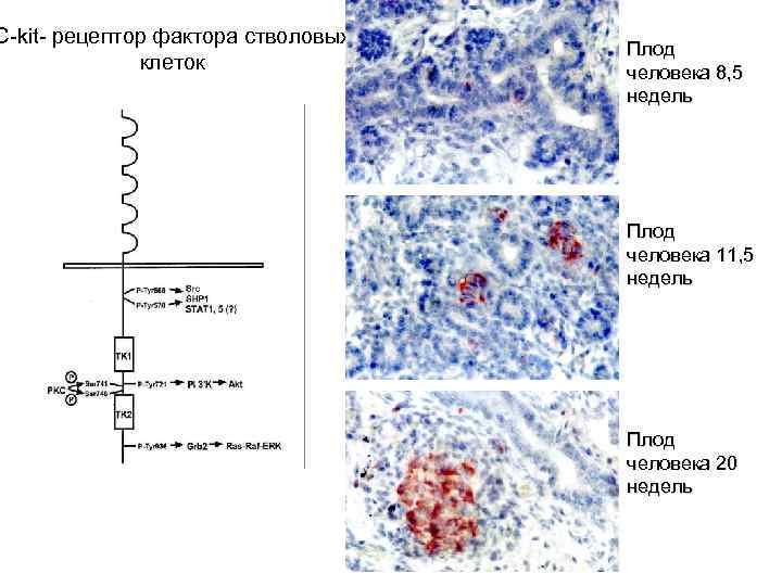 C-kit- рецептор фактора стволовых клеток Плод человека 8, 5 недель Плод человека 11, 5