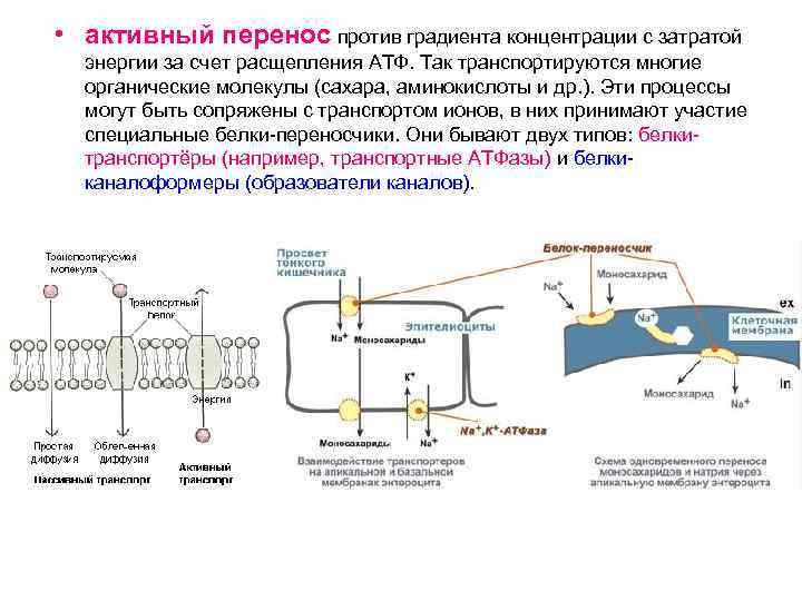 Перенос вещества и энергии