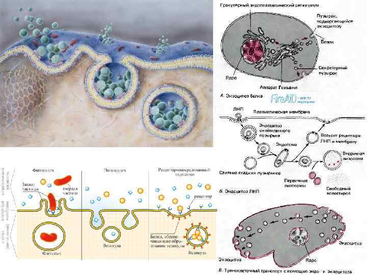  • Схема, картинка эндоцитоза 