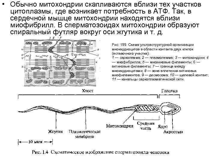  • Обычно митохондрии скапливаются вблизи тех участков цитоплазмы, где возникает потребность в АТФ.