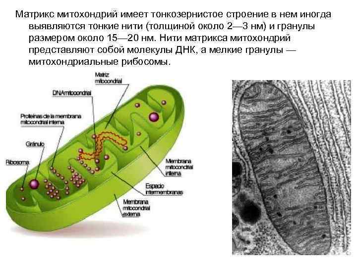 Схема образования мальтозы