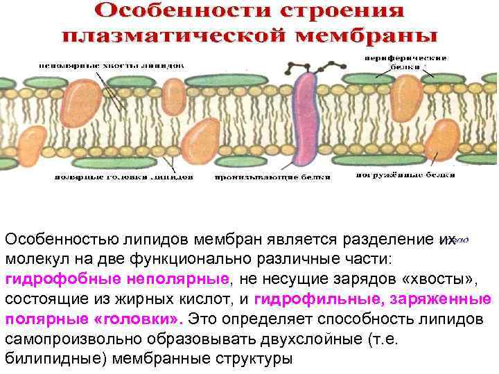 4 функция плазматической мембраны. Клеточная мембрана плазмалемма. Цитоплазматическая мембрана плазмолемма. Мембрана строение плазмолемма. Полуинтегральные белки плазматической мембраны.