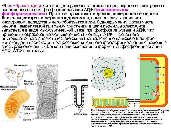 Мембраны крист