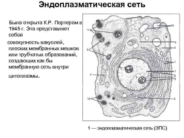 Эпс картинка егэ