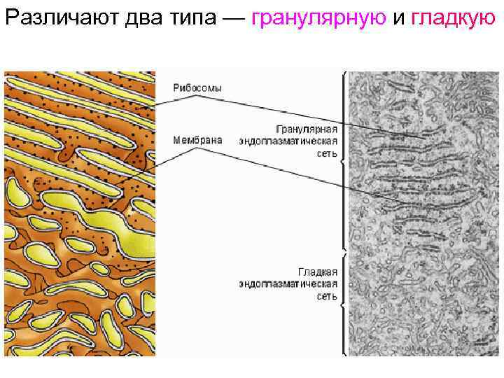 Различают два типа — гранулярную и гладкую 