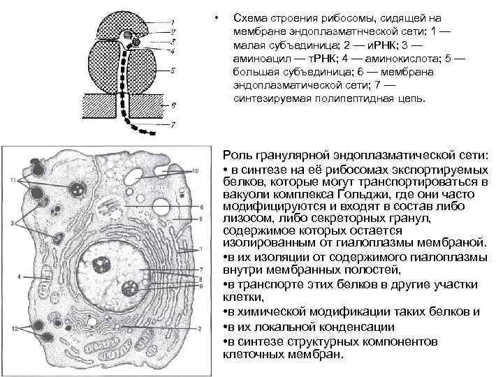 Рибосома в клетке рисунок