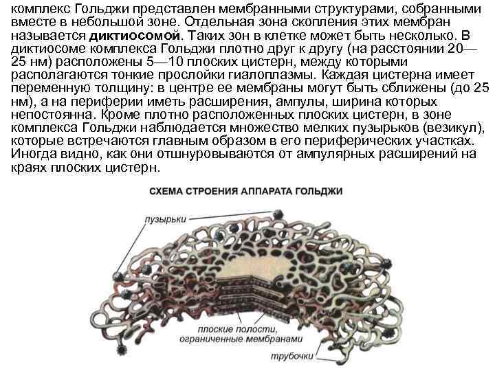 комплекс Гольджи представлен мембранными структурами, собранными вместе в небольшой зоне. Отдельная зона скопления этих