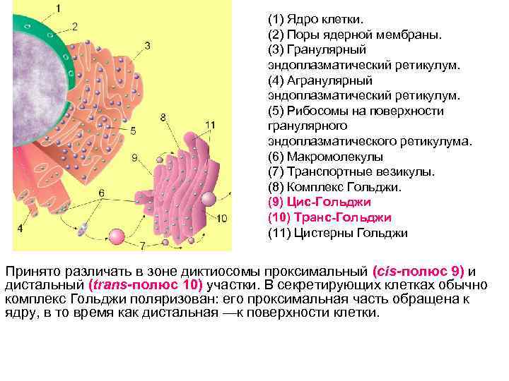 Гранулярный ретикулум