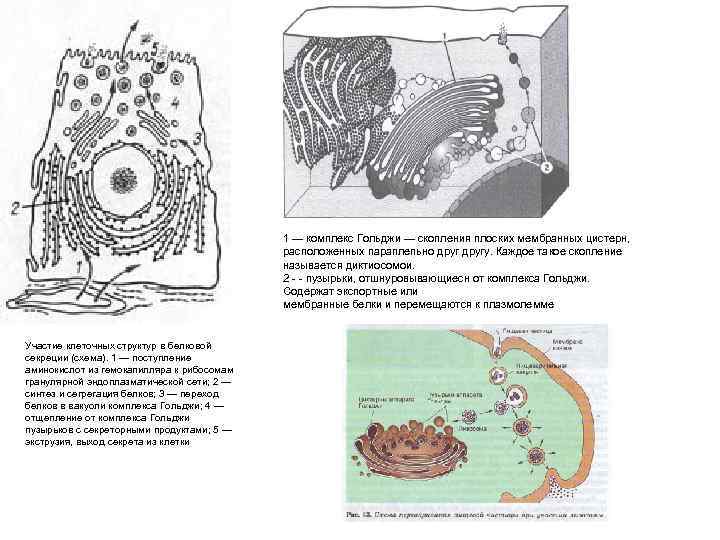 1 — комплекс Гольджи — скопления плоских мембранных цистерн, расположенных параплепьно другу. Каждое такое