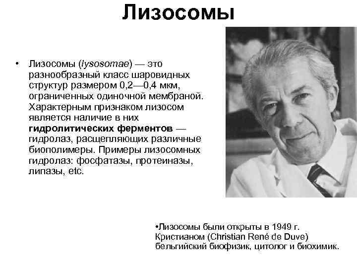Лизосомы • Лизосомы (lysosomae) — это разнообразный класс шаровидных структур размером 0, 2— 0,