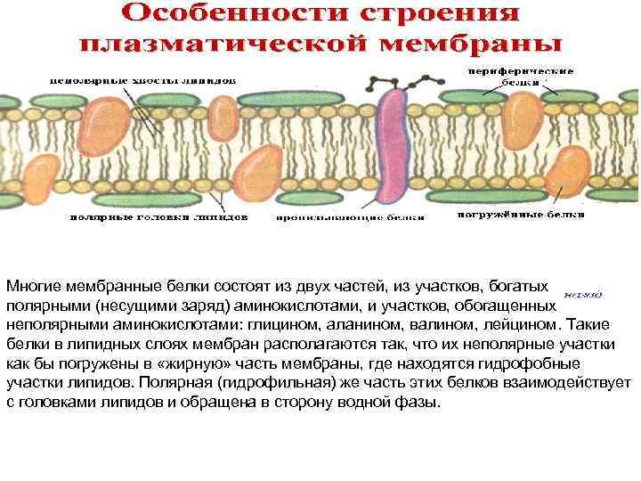 Функции плазмолеммы. Мембранные белки плазмолеммы. Плазмолемма и цитолемма. Кортикальный слой плазмолеммы. Интегральные белки плазмолеммы.