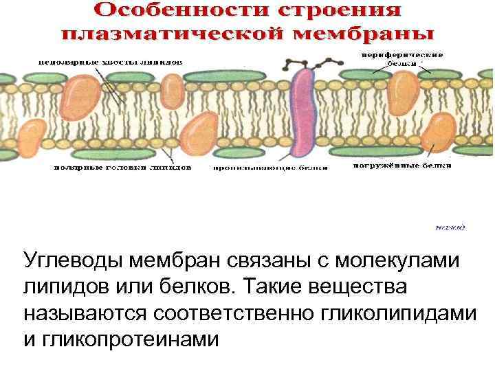 Плазмолемма. Плазмолемма и цитолемма. Кортикальный слой плазмолеммы. Функции плазмолеммы гистология.