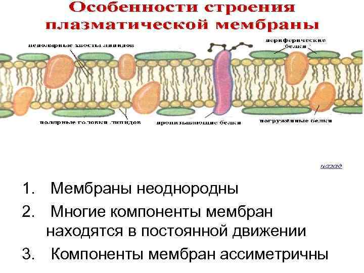 Элементы мембраны