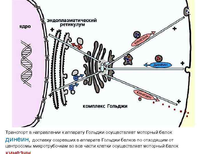Транспорт в направлении к аппарату Гольджи осуществляет моторный белок динеин, доставку созревших в аппарате