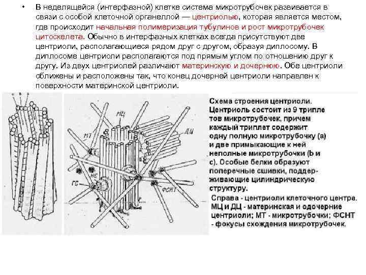 Используя все перечисленные ниже. Назовите схему расположения микротрубочек в центриолях. Особенности строения центриоли. Клеточный центр микротрубочки и микрофиламенты. Схема строения центриоли.