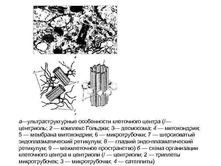а—ультраструктурные особенности клеточного центра (/— центриоль; 2 — комплекс Гольджи; 3— десмосома; 4 —