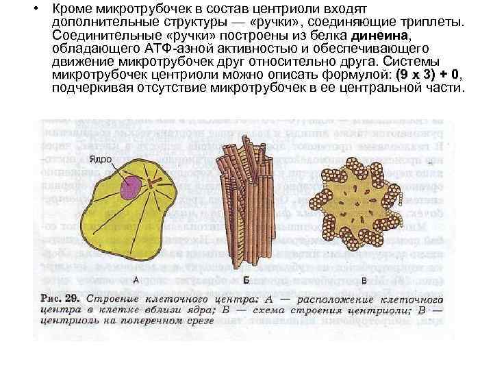 Клеточный центр в клетке рисунок