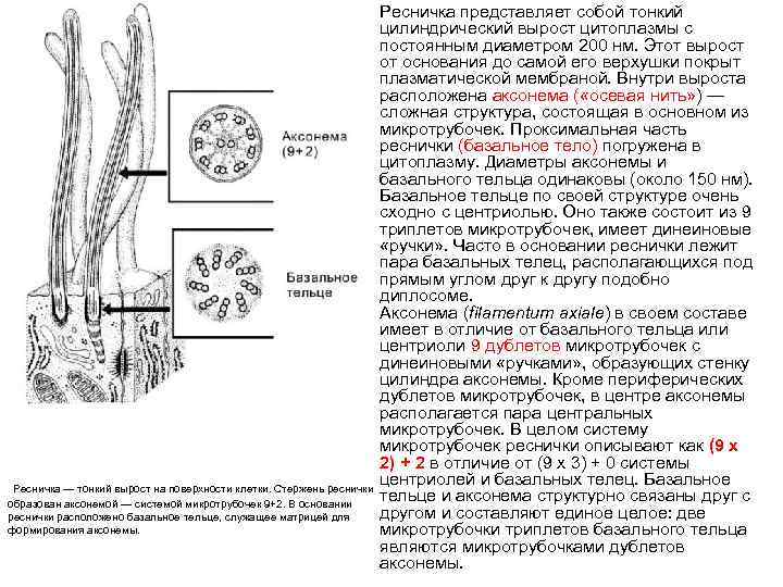 Ресничка представляет собой тонкий цилиндрический вырост цитоплазмы с постоянным диаметром 200 нм. Этот вырост