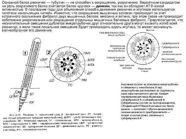 Основной белок ресничек — тубулин — не способен к сокращению, укорочению. Вероятным кандидатом на