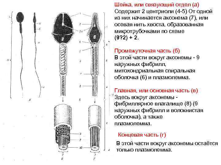 Шейка, или связующий отдел (а) Содержит 2 центриоли (4 -5) От одной из них