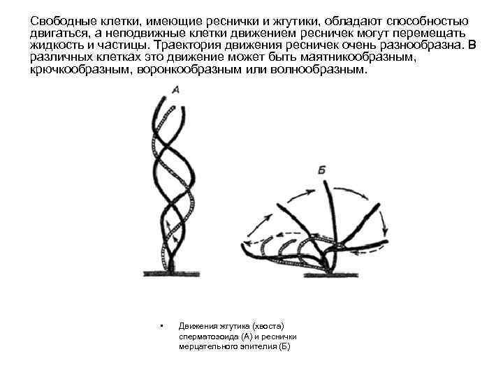 Свободные клетки. Движение при помощи жгутиков и ресничек. Механизм работы ресничек и жгутиков. Механизм движения ресничек и жгутиков. Схема ресничек и жгутиков.