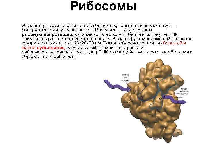 Синтез белков органелла. Что входит в состав рибосом. Строение рибосомы. Рибосомы осуществляют Синтез. Рибосомы образуются в.