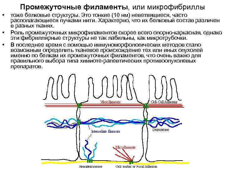 Промежуточные филаменты, или микрофибриллы • • • тоже белковые структуры. Это тонкие (10 нм)